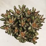 KALANCHOE TOMENTOSA CHOCOLATE SOLDIER